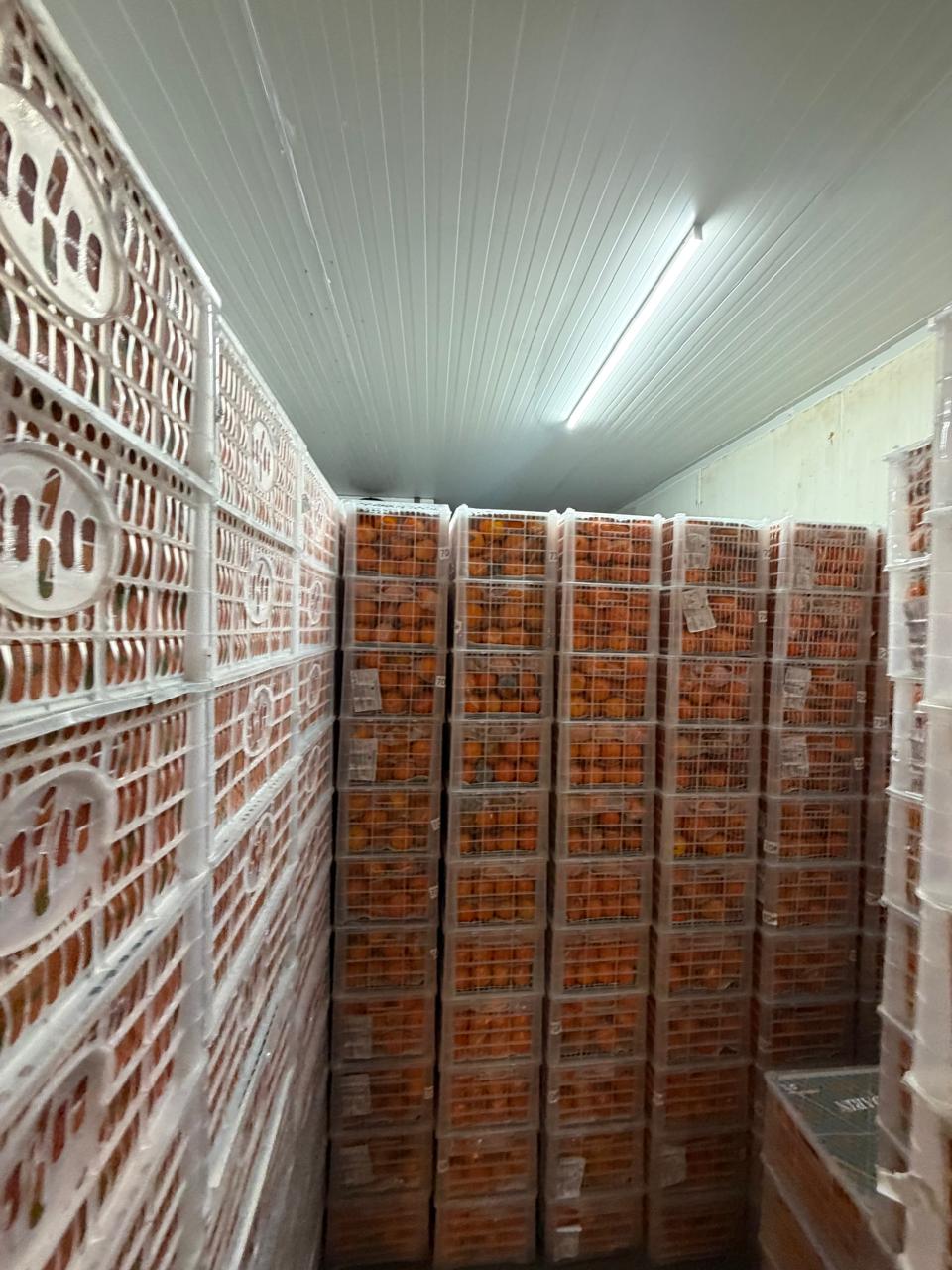 Crates of fresh oranges stored inside a temperature-controlled cold room